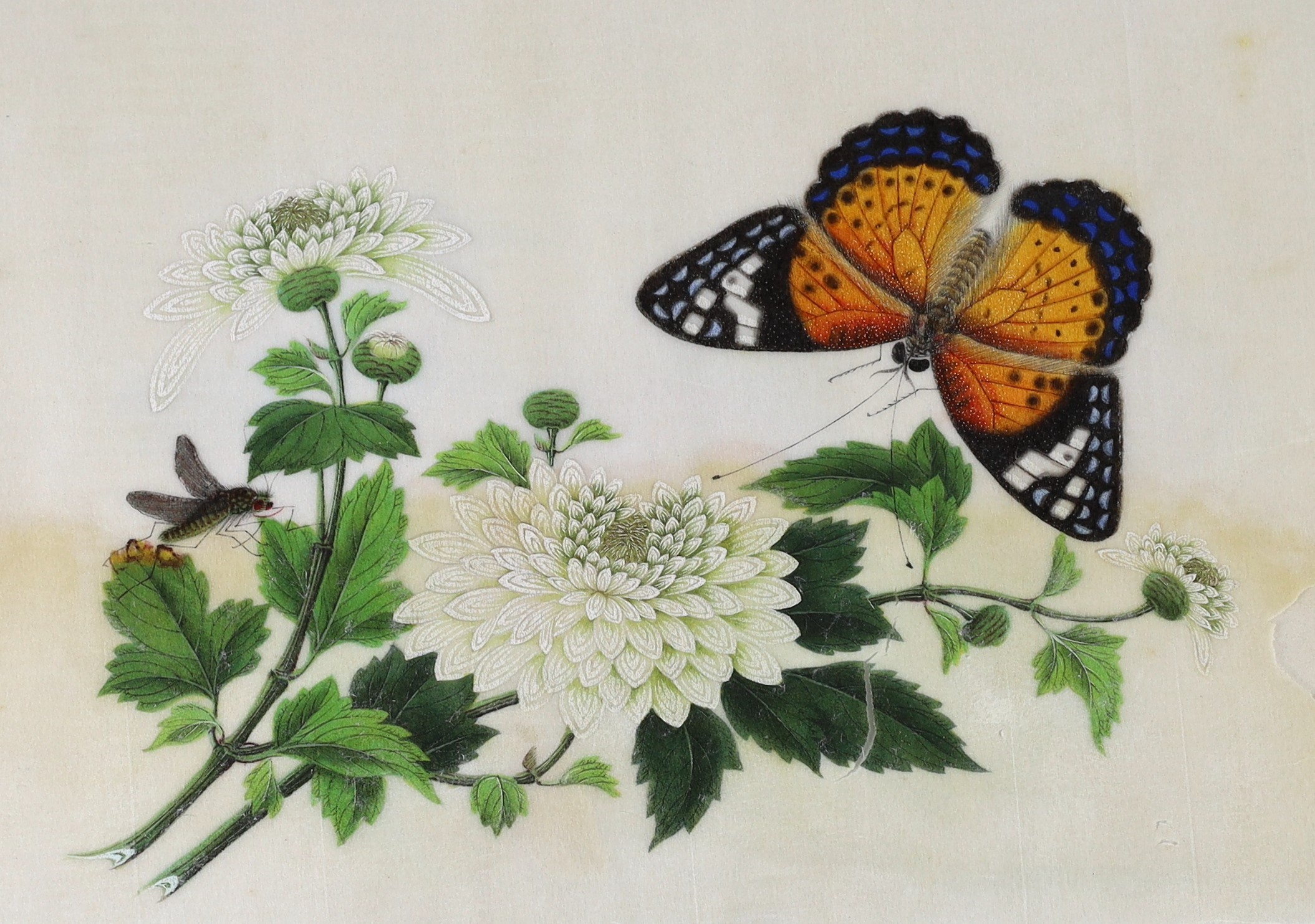 A Chinese album of ten pith paintings of birds amid butterflies, 19th century, Album 21.5cm x 34 cm